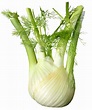 Fennel/Honojo