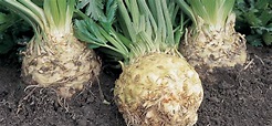 celeriac